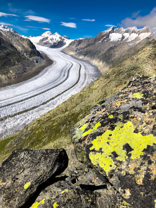 Lichens d'altitude - Aletschglätscher (Suisse) - gryphea.org